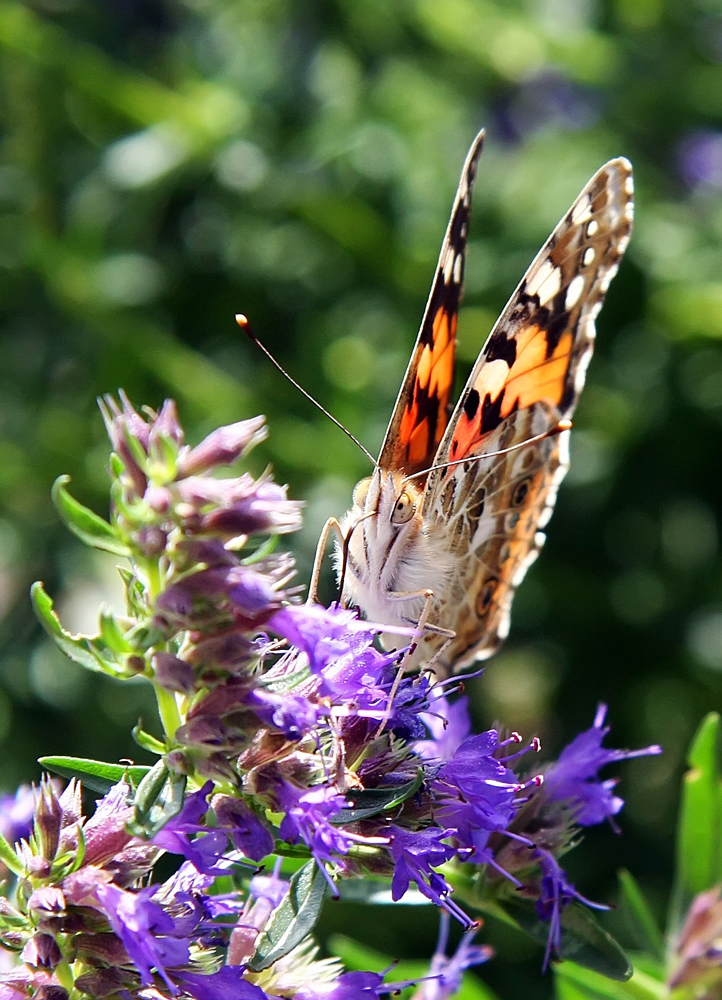 Schmetterling (Distelfalter, lat. Vanessa cardui)