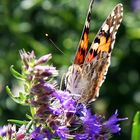 Schmetterling (Distelfalter, lat. Vanessa cardui)