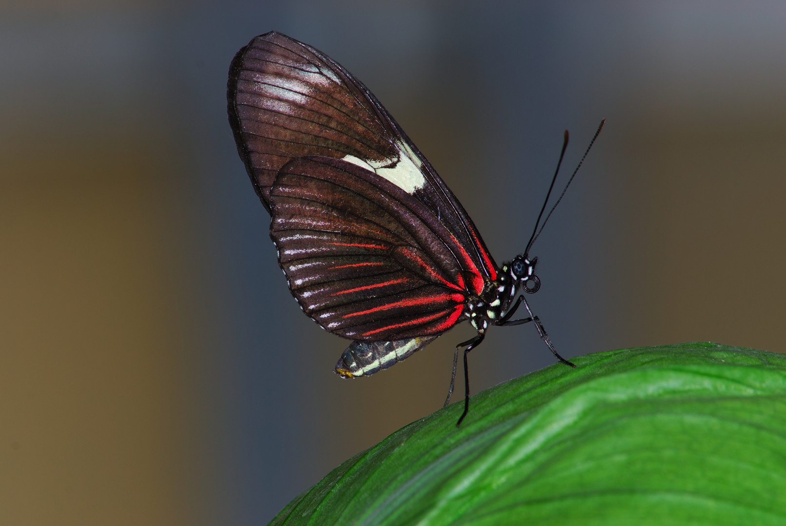 Schmetterling Doris Falter Suedamerika