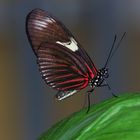 Schmetterling Doris Falter Suedamerika