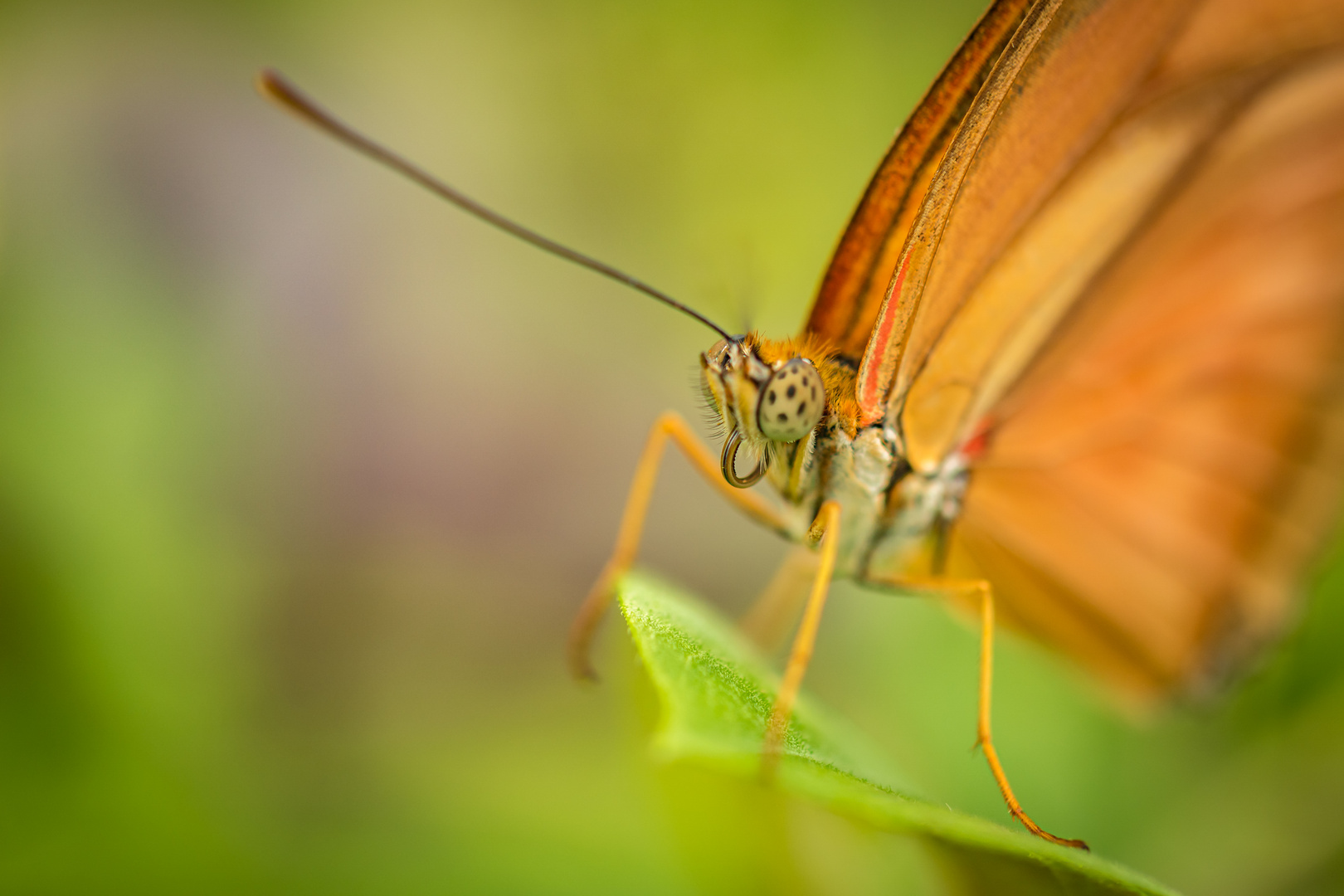 Schmetterling - Dryas Julia