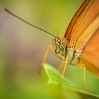 Schmetterling - Dryas Julia