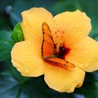 Schmetterling (Dryas julia) auf einer Hibiskusblüte