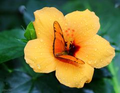 Schmetterling (Dryas julia) auf einer Hibiskusblüte