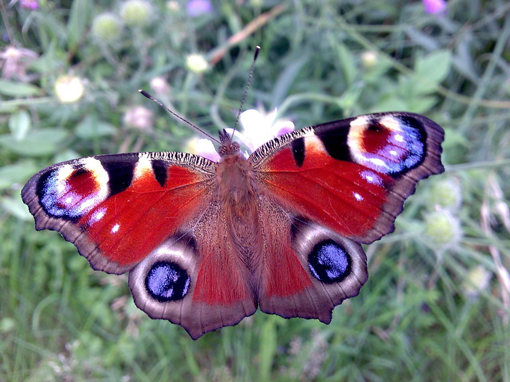 Schmetterling - du buntes Ding - flieg zur Sonne - hol den Wind...