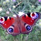 Schmetterling - du buntes Ding - flieg zur Sonne - hol den Wind...