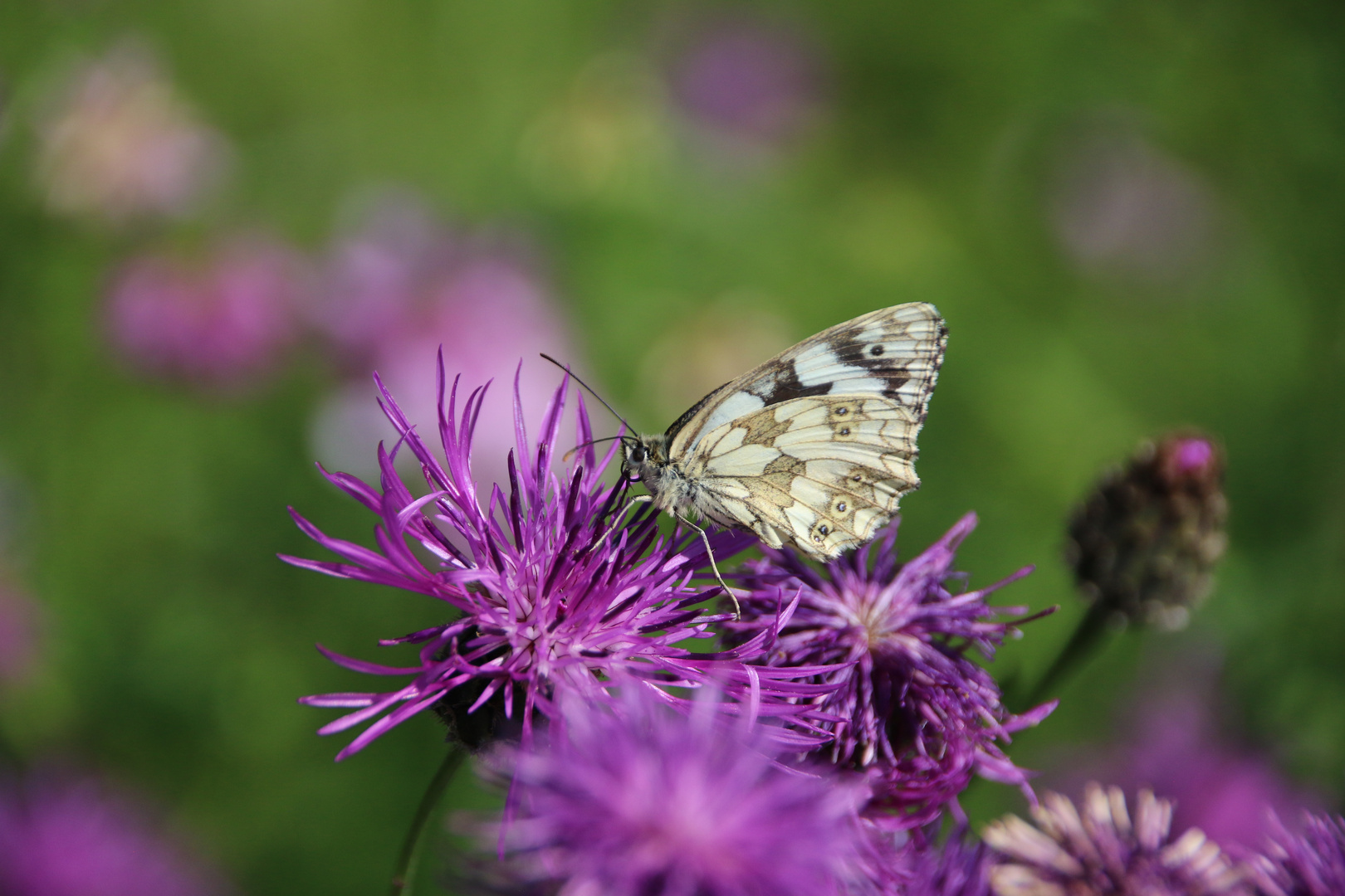 Schmetterling, du Flatterding