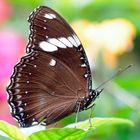 Schmetterling du großes Ding....