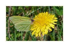 Schmetterling du kleines Ding...