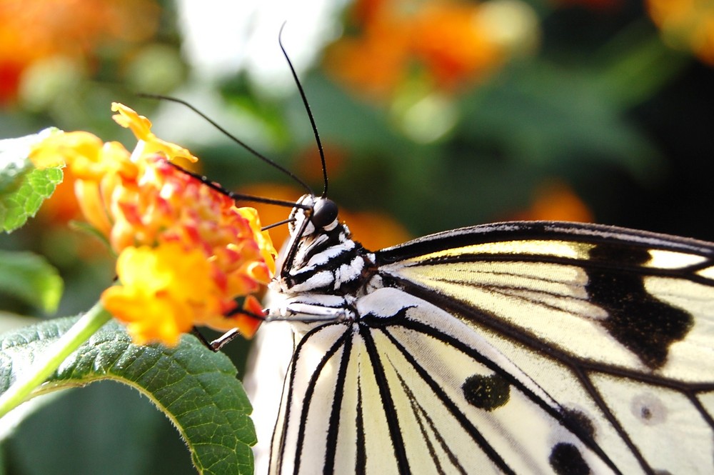 Schmetterling du kleines Ding :)