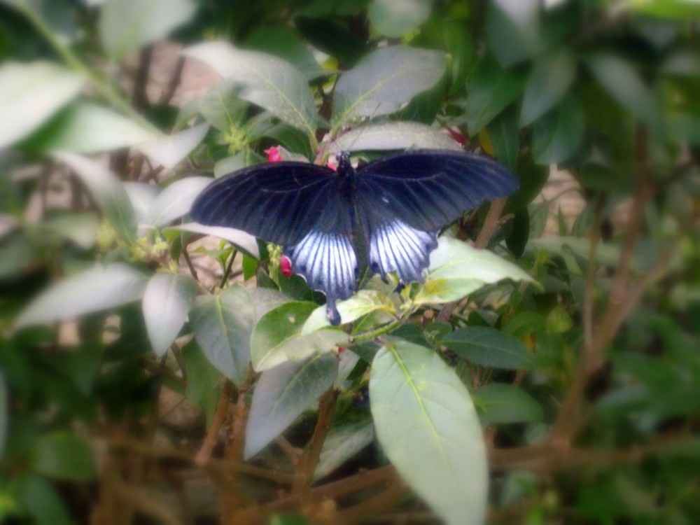 Schmetterling, du kleines Ding