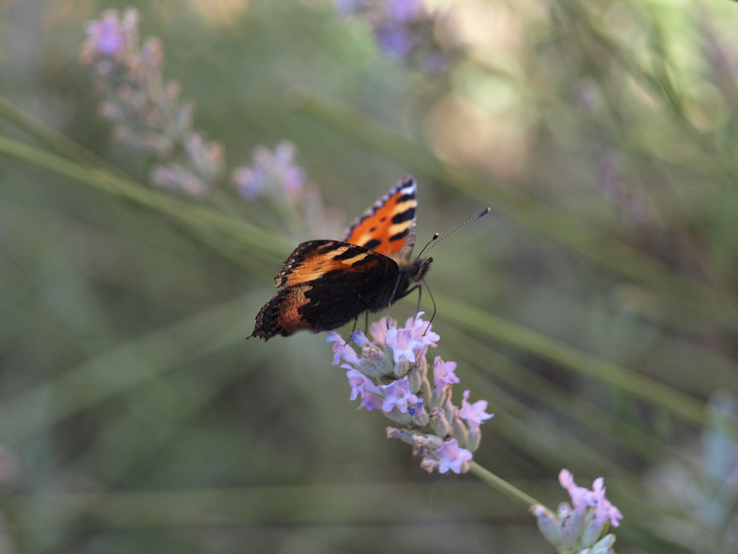 Schmetterling, du kleines Ding :)