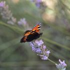 Schmetterling, du kleines Ding :)