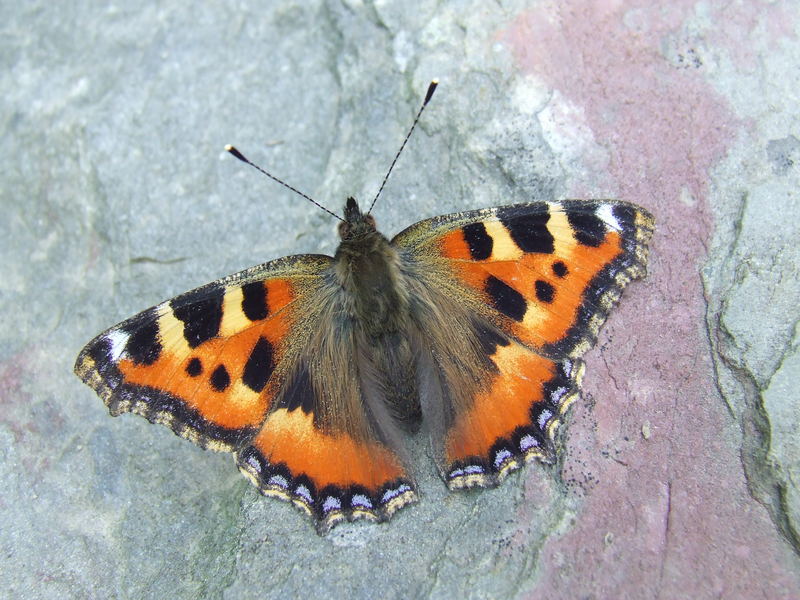 Schmetterling du kleines Ding