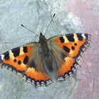 Schmetterling du kleines Ding