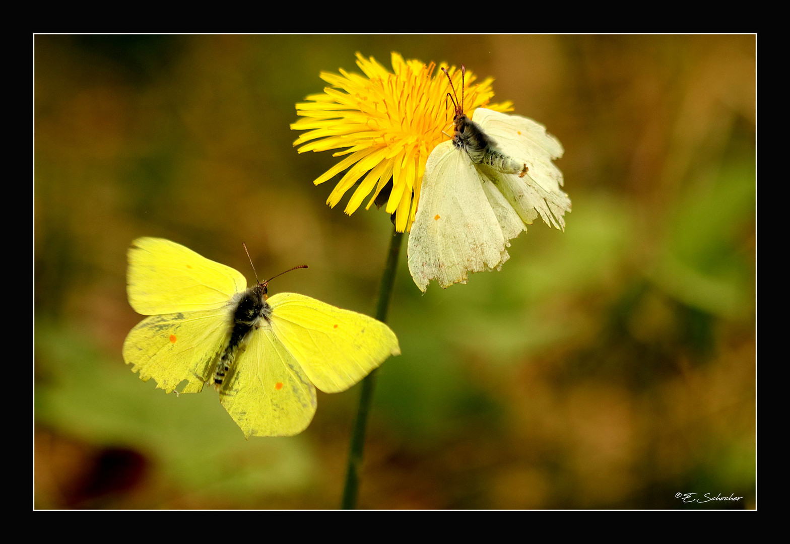 Schmetterling du kleines Ding...