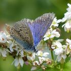 Schmetterling du kleines Ding.