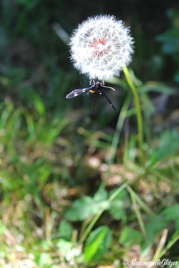 Schmetterling, du kleines Ding...