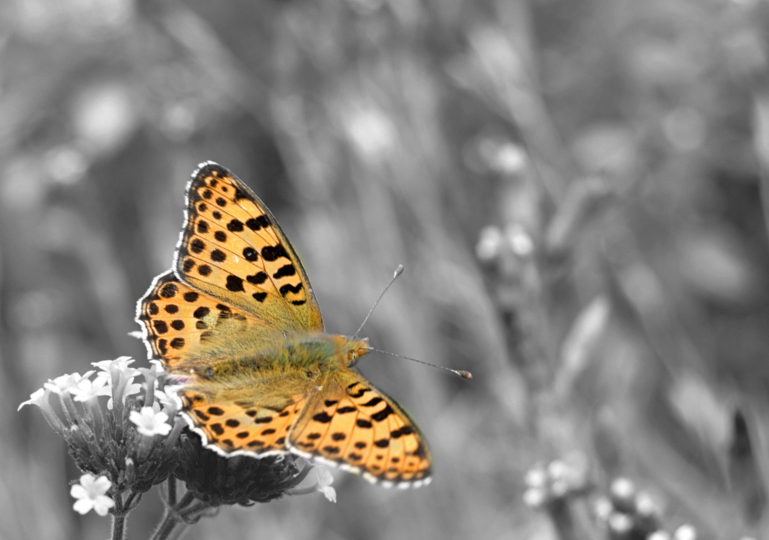 Schmetterling, du kleines Ding...