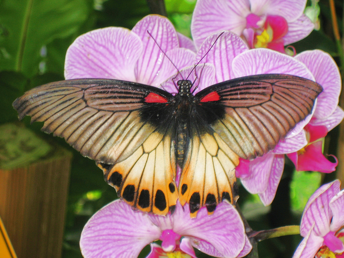 Schmetterling Du kleines Ding...