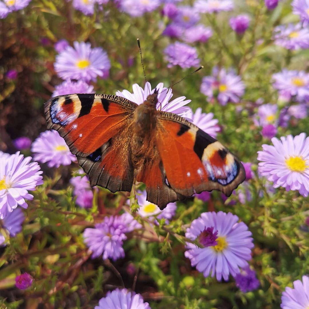 Schmetterling du kleines ding ...