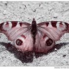 Schmetterling du kleines Ding...