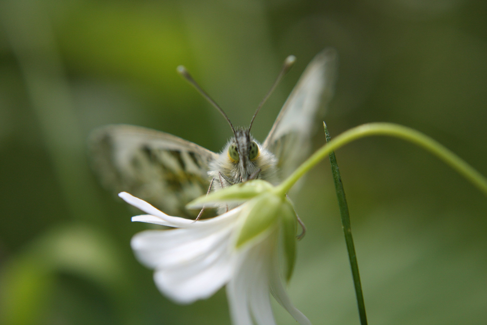 Schmetterling ... du kleines Ding :)