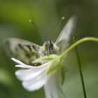 Schmetterling ... du kleines Ding :)