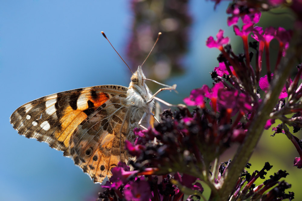 Schmetterling, du kleines Ding