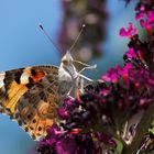 Schmetterling, du kleines Ding