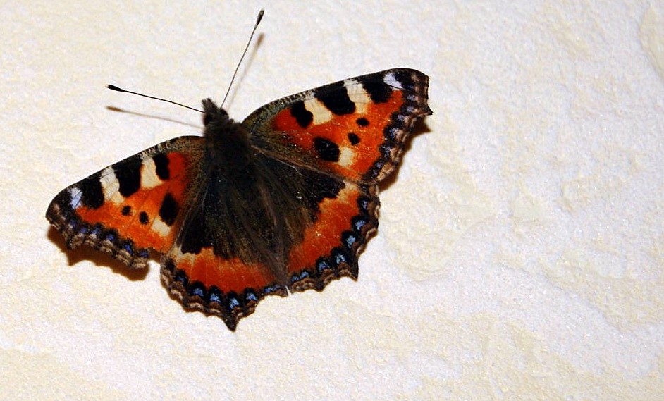 schmetterling du kleines ding..