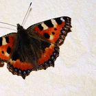 schmetterling du kleines ding..