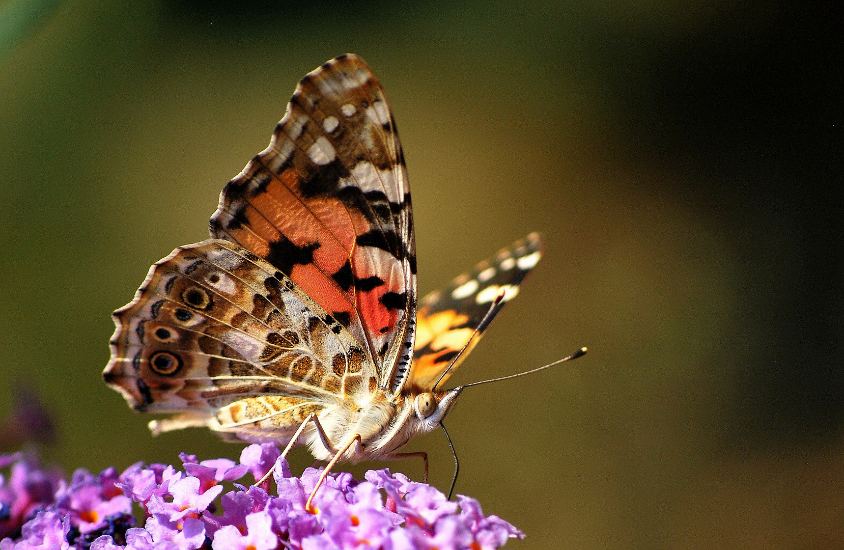 Schmetterling, Du kleines Ding...