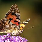 Schmetterling, Du kleines Ding...