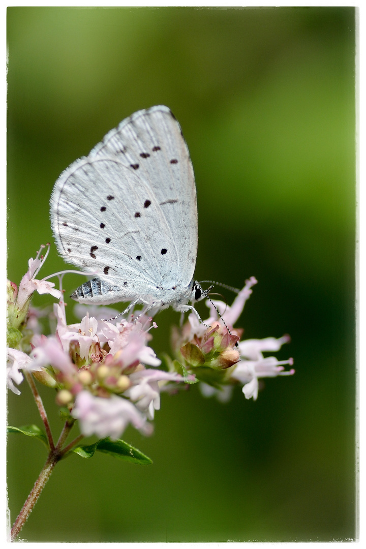 Schmetterling du kleines Ding 