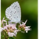 Schmetterling du kleines Ding 