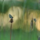 Schmetterling du kleines Ding