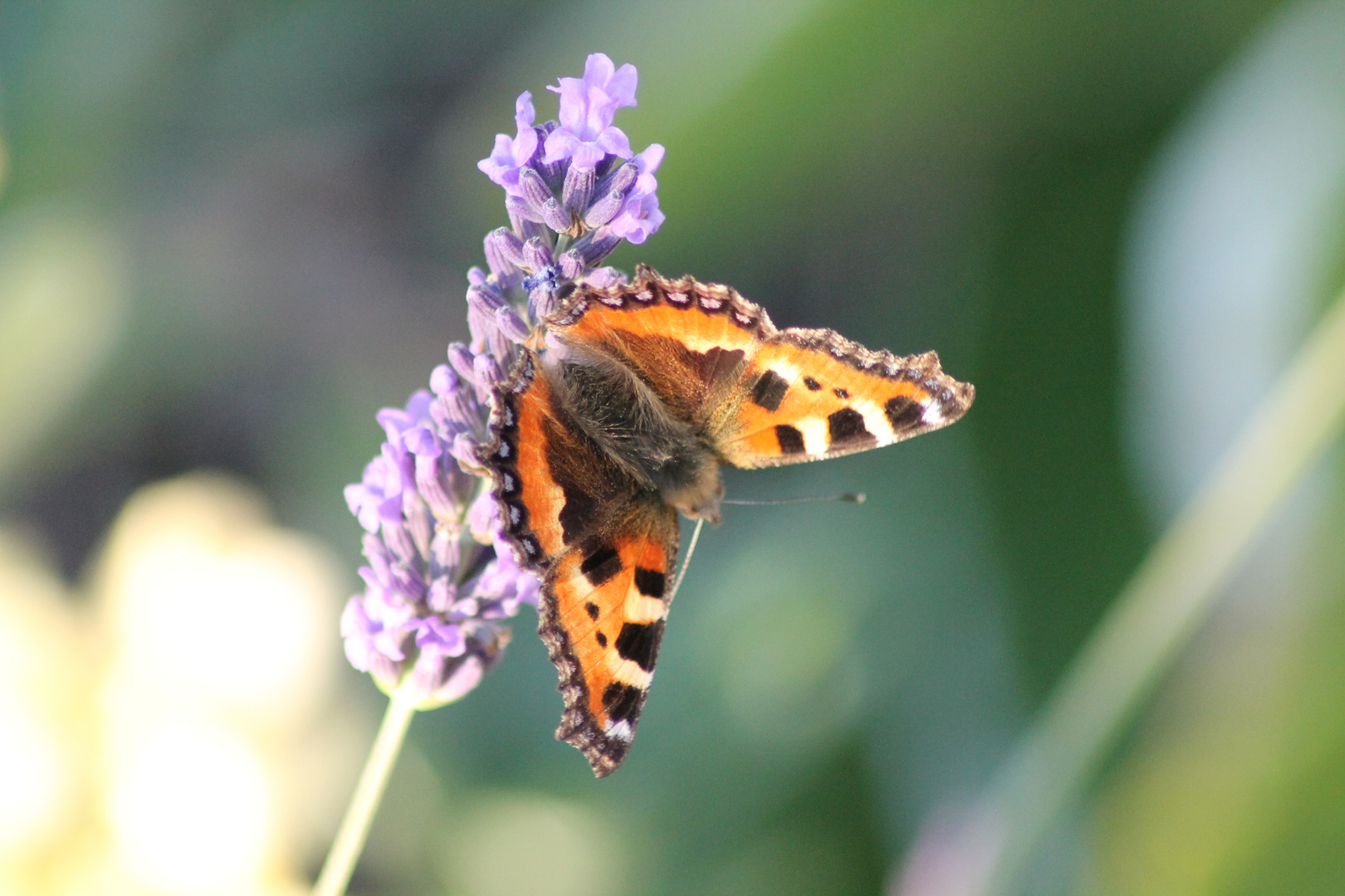 Schmetterling, du kleines Ding......