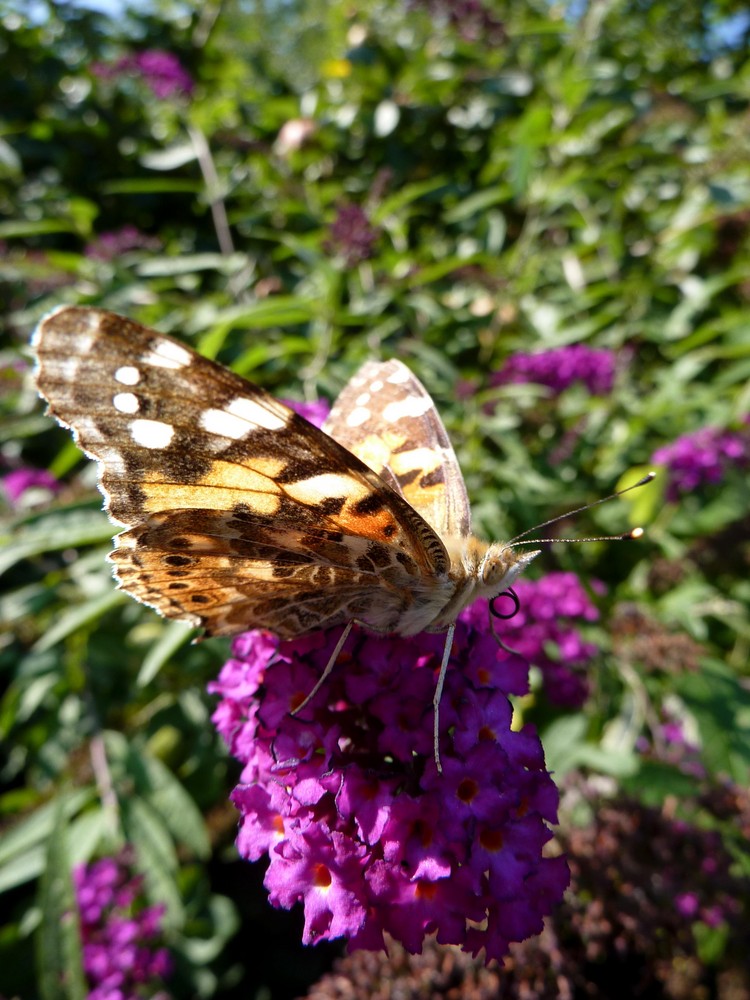 Schmetterling, du kleines Ding...