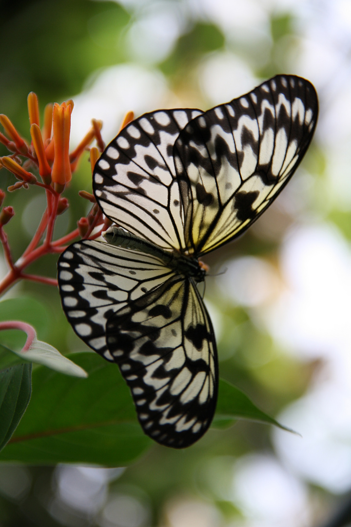 Schmetterling du kleines Ding :)