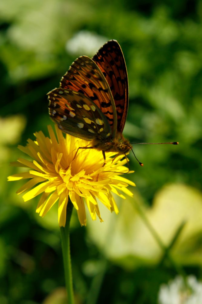 Schmetterling, du kleines Ding...