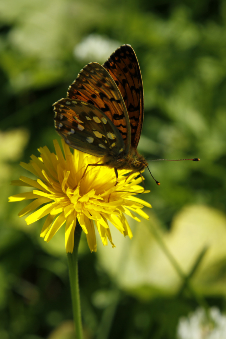 Schmetterling, du kleines Ding...