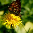 Schmetterling, du kleines Ding...