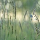 Schmetterling du kleines Ding