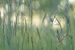 Schmetterling du kleines Ding