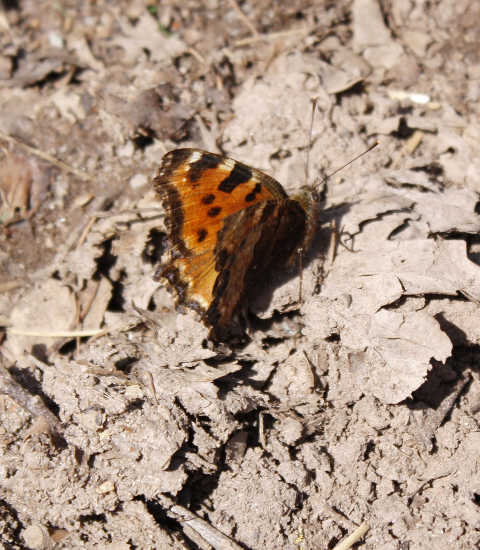 schmetterling du kleines Ding