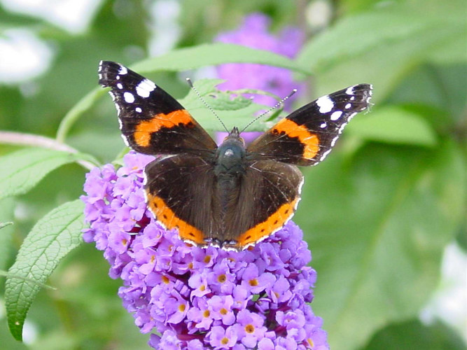 Schmetterling du kleines Ding