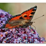 Schmetterling du kleines Ding...