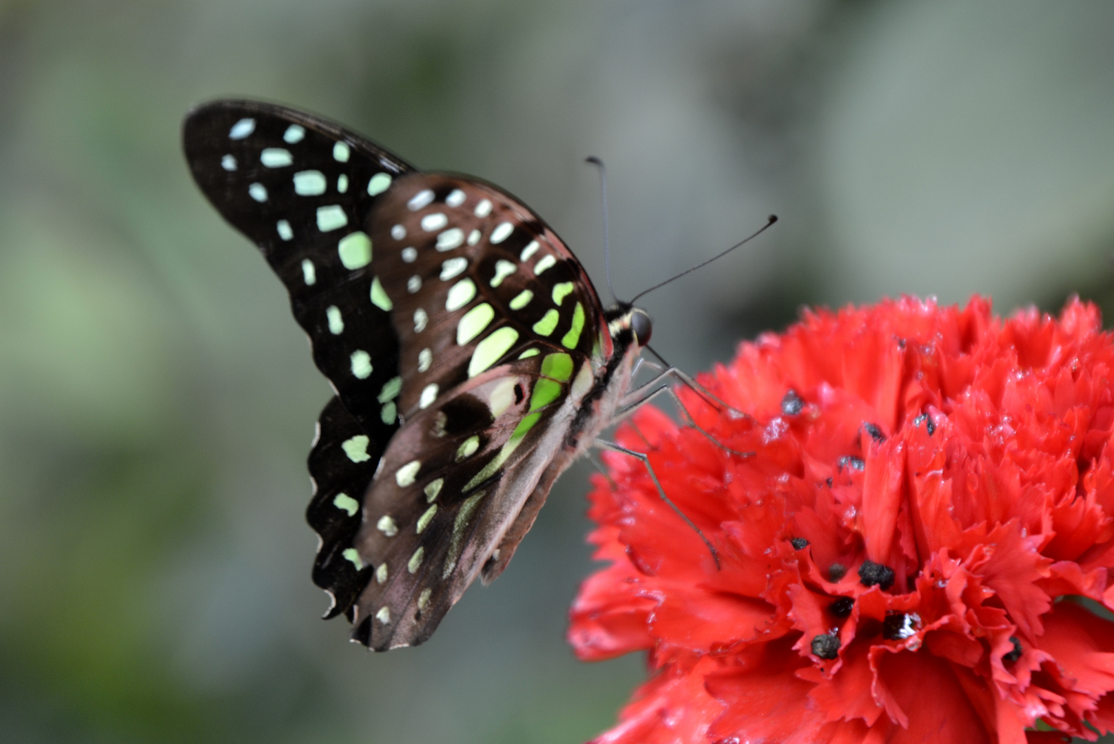 Schmetterling, du kleines Ding...