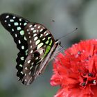 Schmetterling, du kleines Ding...